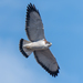 Variable Hawk - Photo (c) Juan Rodolfo Lillo Lobos, some rights reserved (CC BY), uploaded by Juan Rodolfo Lillo Lobos