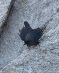 Scytalopus magellanicus