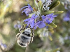 Anthophora californica