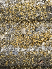 Candelariella aurella