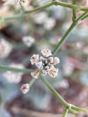 Eriogonum rotundifolium