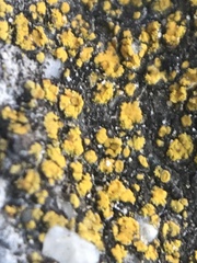 Candelariella aurella