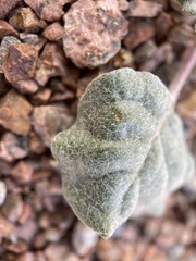 Eriogonum rotundifolium