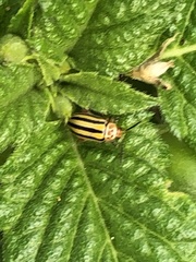 Disonycha spilotrachela