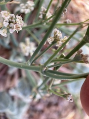 Eriogonum rotundifolium
