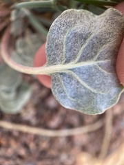 Eriogonum rotundifolium