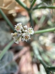 Eriogonum rotundifolium