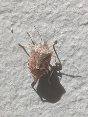 Halyomorpha halys