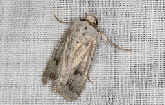 Proteuxoa amaurodes