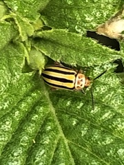 Disonycha spilotrachela