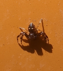 Synema globosum