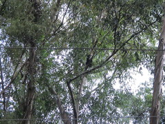 Colobus guereza