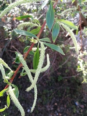 Salix alba