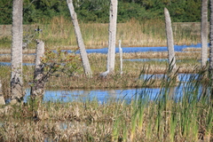 Grus canadensis image