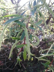Salix alba