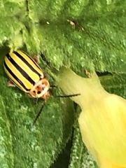 Disonycha spilotrachela