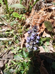 Ajuga genevensis