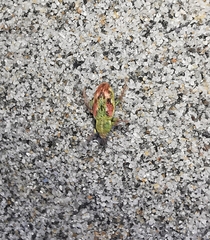 Coniatus tamarisci