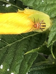 Disonycha spilotrachela