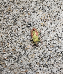 Coniatus tamarisci