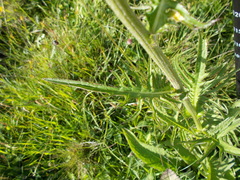 Cirsium rivulare