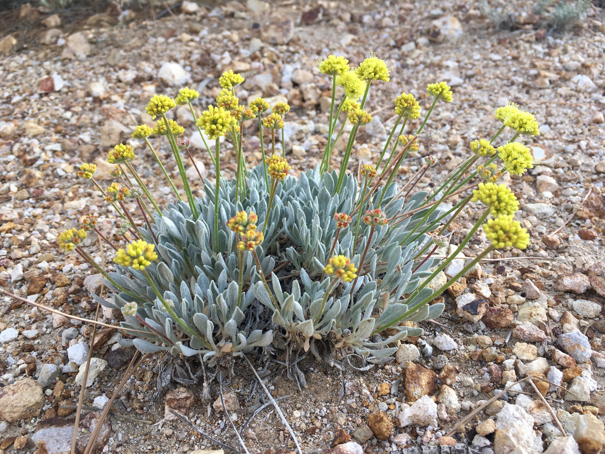 Eriogonum ochrocephalum