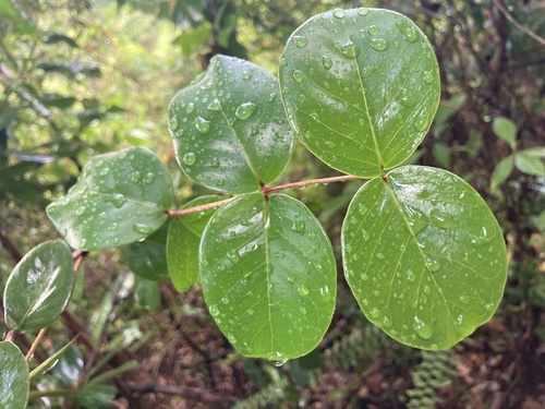 Psidium amplexicaule observed 2022-04-15