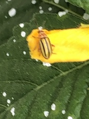 Disonycha spilotrachela