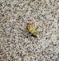 Coniatus tamarisci