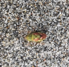 Coniatus tamarisci
