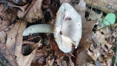 Russula redolens