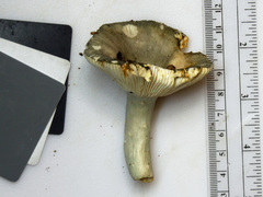 Russula redolens