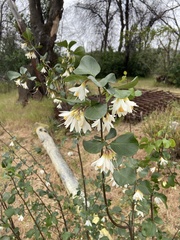 Styrax redivivus