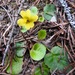 Western Roughleaf Violet - Photo (c) Carol McDougall, some rights reserved (CC BY-NC), uploaded by Carol McDougall