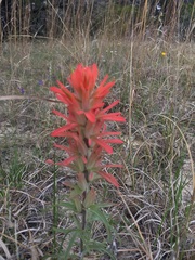 Castilleja lindheimeri