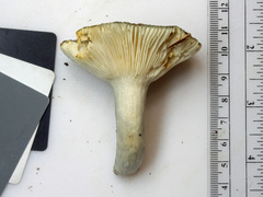 Russula redolens