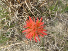 Castilleja lindheimeri