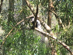 Colobus guereza