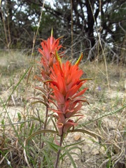 Castilleja lindheimeri