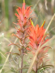 Castilleja lindheimeri