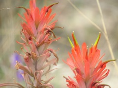 Castilleja lindheimeri