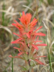 Castilleja lindheimeri
