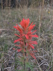 Castilleja lindheimeri