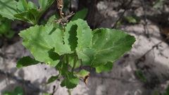 Pitraea cuneato-ovata