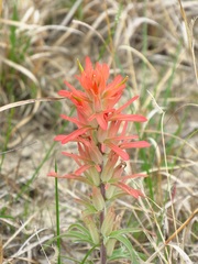 Castilleja lindheimeri