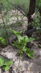 Pitraea cuneato-ovata