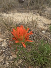 Castilleja lindheimeri