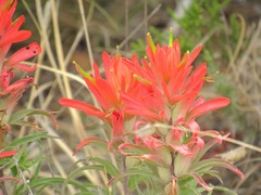 Castilleja lindheimeri