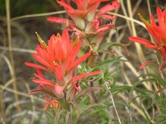 Castilleja lindheimeri