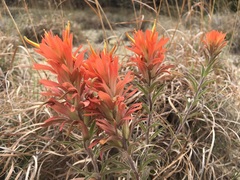 Castilleja lindheimeri